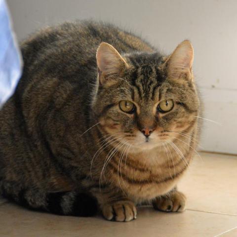 Broccoli, an adoptable Domestic Short Hair in Middletown, NY, 10940 | Photo Image 2