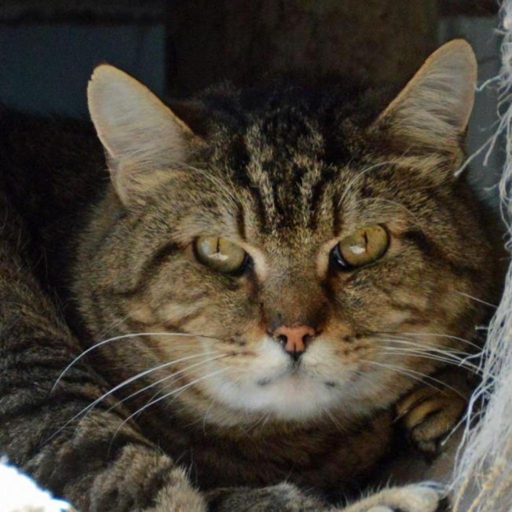 Broccoli, an adoptable Domestic Short Hair in Middletown, NY, 10940 | Photo Image 2