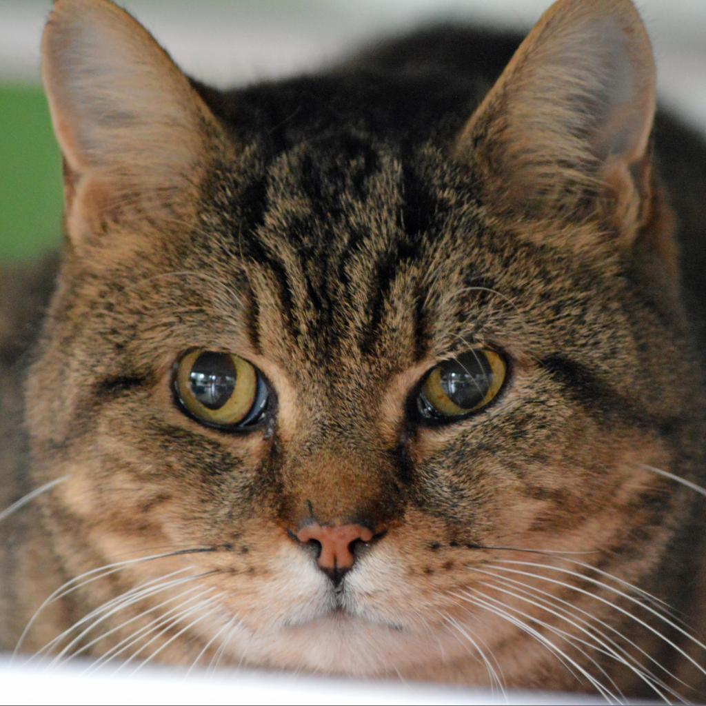 Broccoli, an adoptable Domestic Short Hair in Middletown, NY, 10940 | Photo Image 3