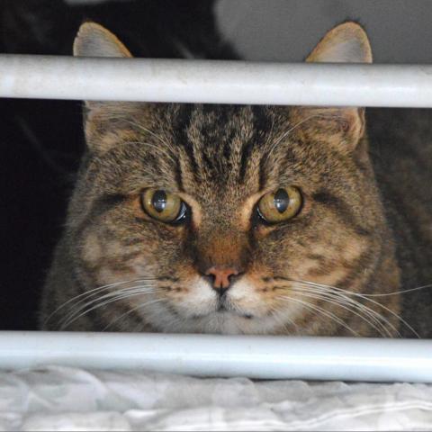 Broccoli, an adoptable Domestic Short Hair in Middletown, NY, 10940 | Photo Image 5