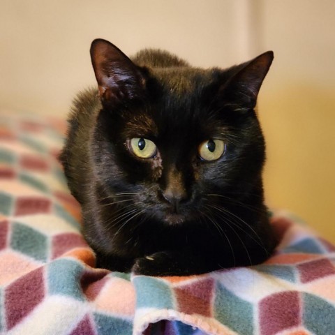 Yogi, an adoptable Domestic Short Hair in Middletown, NY, 10940 | Photo Image 1