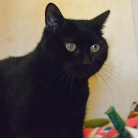 Yogi, an adoptable Domestic Short Hair in Middletown, NY, 10940 | Photo Image 2