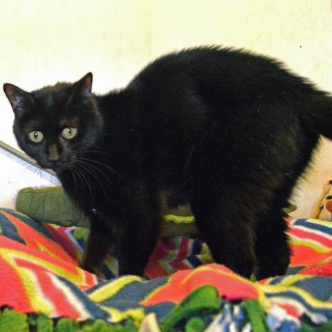 Yogi, an adoptable Domestic Short Hair in Middletown, NY, 10940 | Photo Image 4