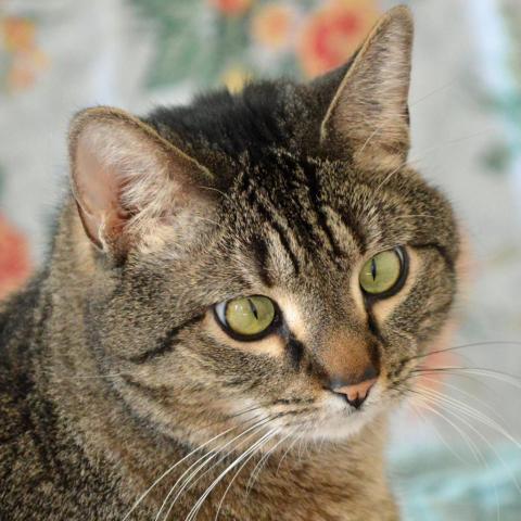 Rocky Road, an adoptable Domestic Short Hair in Middletown, NY, 10940 | Photo Image 1