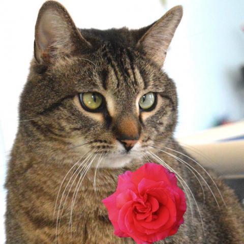 Rocky Road, an adoptable Domestic Short Hair in Middletown, NY, 10940 | Photo Image 2