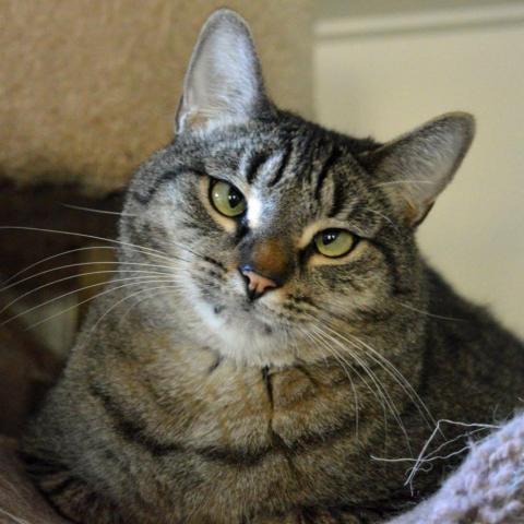 Rocky Road, an adoptable Domestic Short Hair in Middletown, NY, 10940 | Photo Image 4