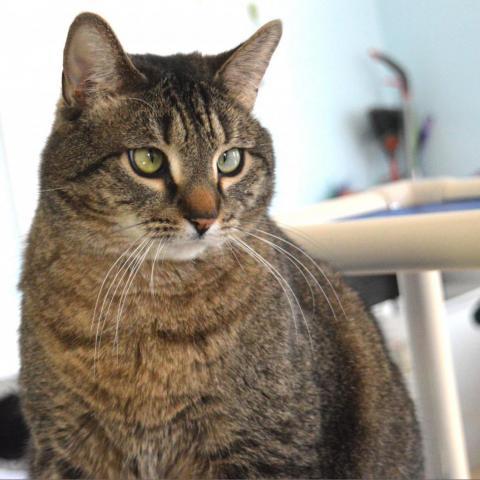 Rocky Road, an adoptable Domestic Short Hair in Middletown, NY, 10940 | Photo Image 5