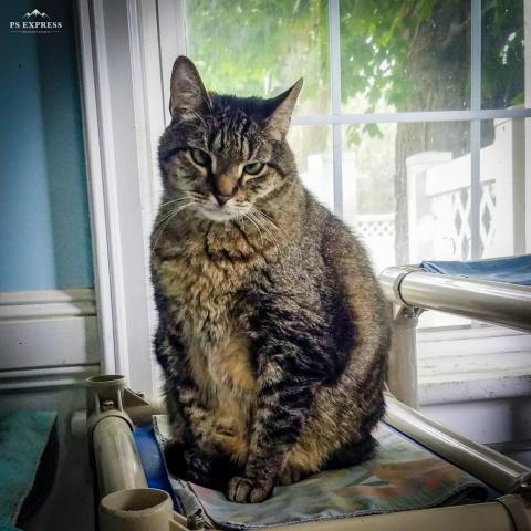 Rocky Road, an adoptable Domestic Short Hair in Middletown, NY, 10940 | Photo Image 6