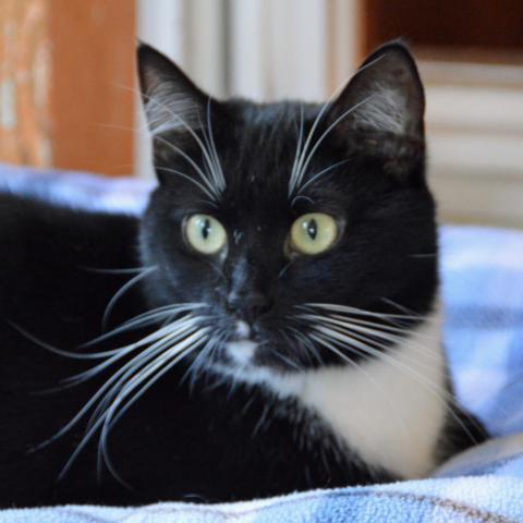 Frannie, an adoptable Domestic Short Hair in Middletown, NY, 10940 | Photo Image 1