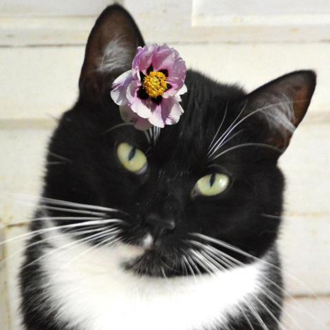 Frannie, an adoptable Domestic Short Hair in Middletown, NY, 10940 | Photo Image 3