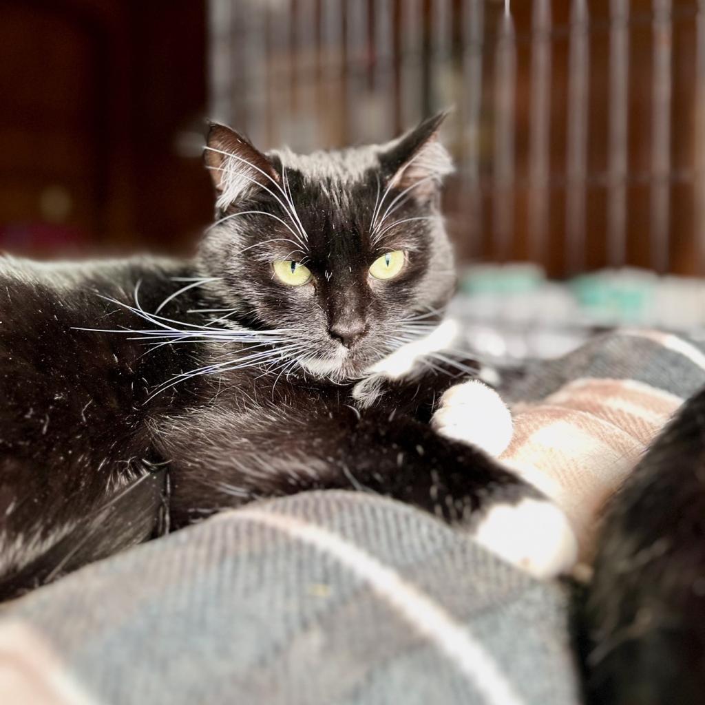 Frannie, an adoptable Domestic Short Hair in Middletown, NY, 10940 | Photo Image 4