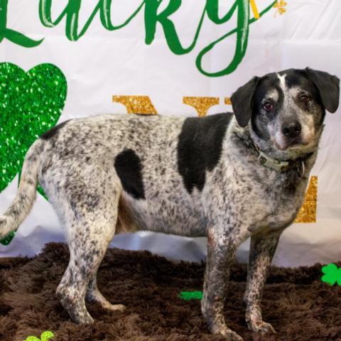 Sash - Sponsor Me, an adoptable English Pointer, Mixed Breed in Middletown, NY, 10940 | Photo Image 1