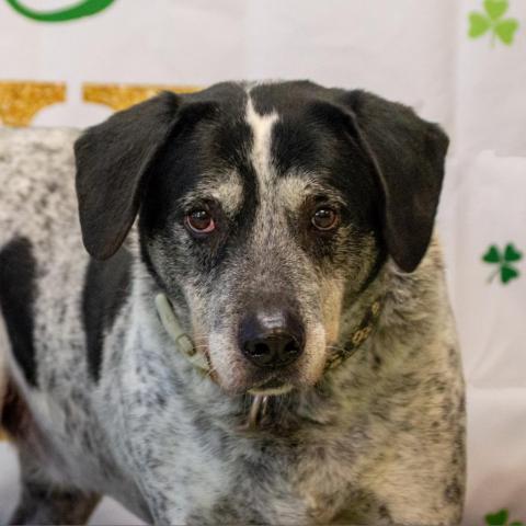 Sash - Sponsor Me, an adoptable English Pointer, Mixed Breed in Middletown, NY, 10940 | Photo Image 2