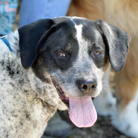 Sash - Sponsor Me, an adoptable English Pointer, Mixed Breed in Middletown, NY, 10940 | Photo Image 2