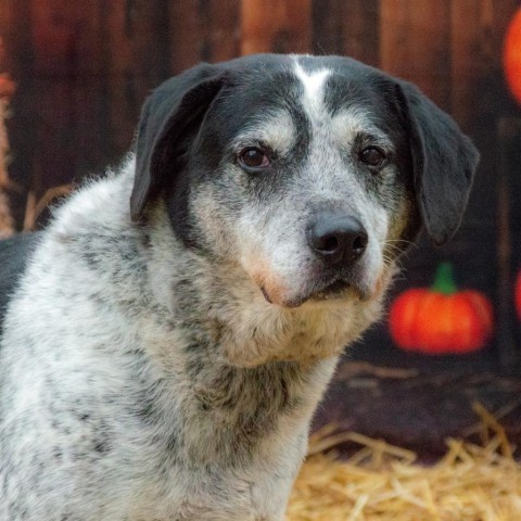 Sash - Sponsor Me, an adoptable English Pointer, Mixed Breed in Middletown, NY, 10940 | Photo Image 2