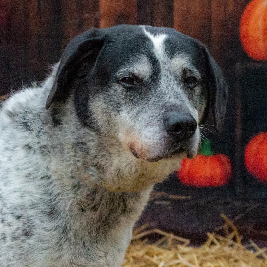 Sash - Sponsor Me, an adoptable English Pointer, Mixed Breed in Middletown, NY, 10940 | Photo Image 2