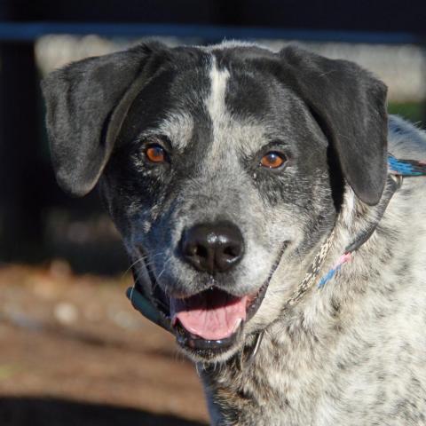 Sash - Sponsor Me, an adoptable English Pointer, Mixed Breed in Middletown, NY, 10940 | Photo Image 3