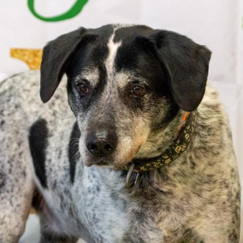 Sash - Sponsor Me, an adoptable English Pointer, Mixed Breed in Middletown, NY, 10940 | Photo Image 4