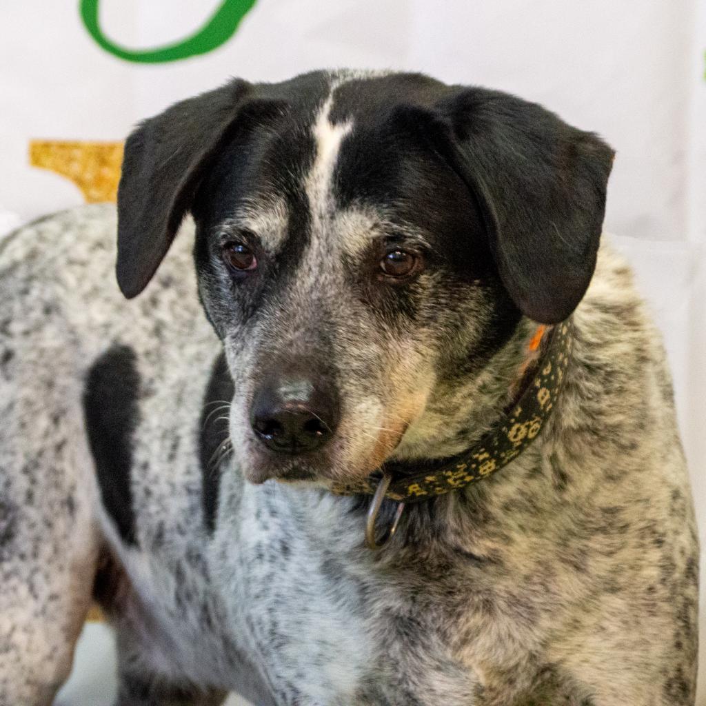 Sash - Sponsor Me, an adoptable English Pointer, Mixed Breed in Middletown, NY, 10940 | Photo Image 6