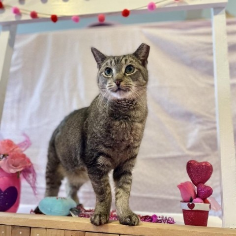 Tom the Tabby, an adoptable Domestic Short Hair in Middletown, NY, 10940 | Photo Image 2