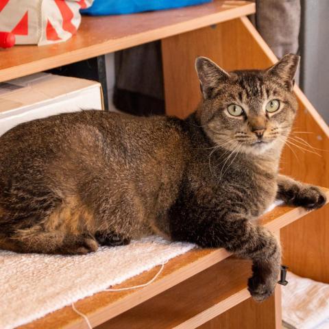 Tom the Tabby, an adoptable Domestic Short Hair in Middletown, NY, 10940 | Photo Image 3