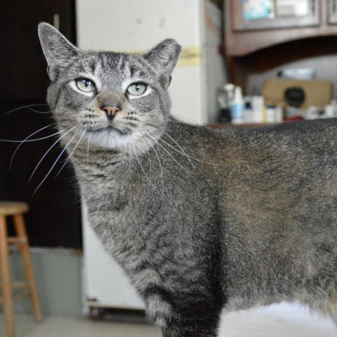 Tom the Tabby, an adoptable Domestic Short Hair in Middletown, NY, 10940 | Photo Image 3