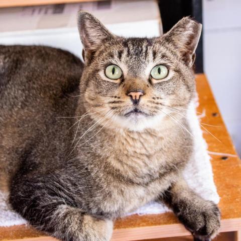 Tom the Tabby, an adoptable Domestic Short Hair in Middletown, NY, 10940 | Photo Image 4