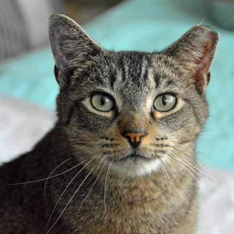 Tom the Tabby, an adoptable Domestic Short Hair in Middletown, NY, 10940 | Photo Image 5