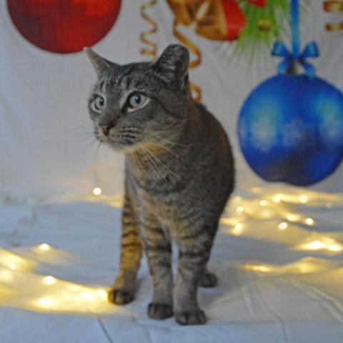 Tom the Tabby, an adoptable Domestic Short Hair in Middletown, NY, 10940 | Photo Image 6