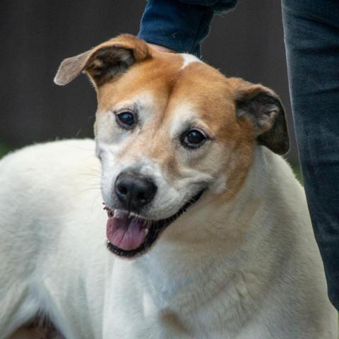 Donnie, an adoptable Labrador Retriever, Mixed Breed in Middletown, NY, 10940 | Photo Image 1