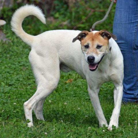 Donnie, an adoptable Labrador Retriever, Mixed Breed in Middletown, NY, 10940 | Photo Image 2