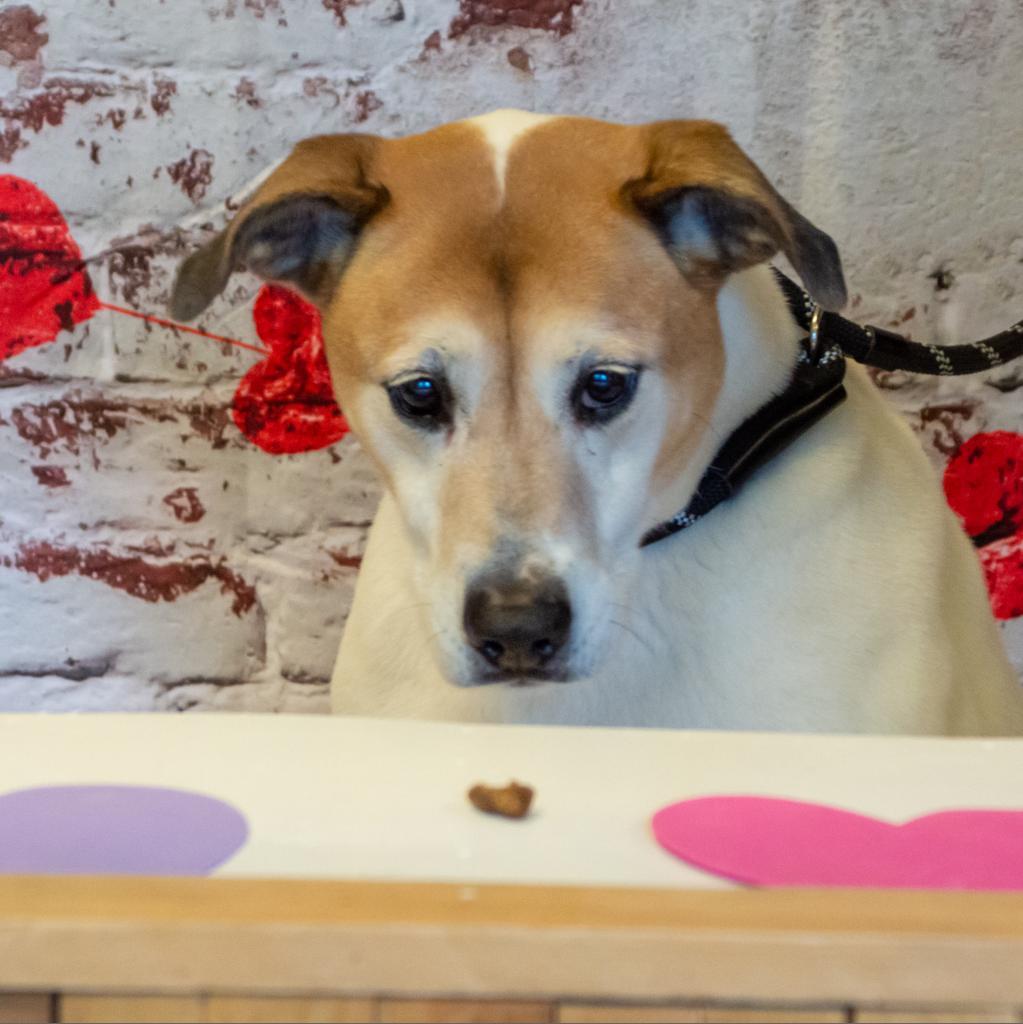 Donnie, an adoptable Labrador Retriever, Mixed Breed in Middletown, NY, 10940 | Photo Image 2