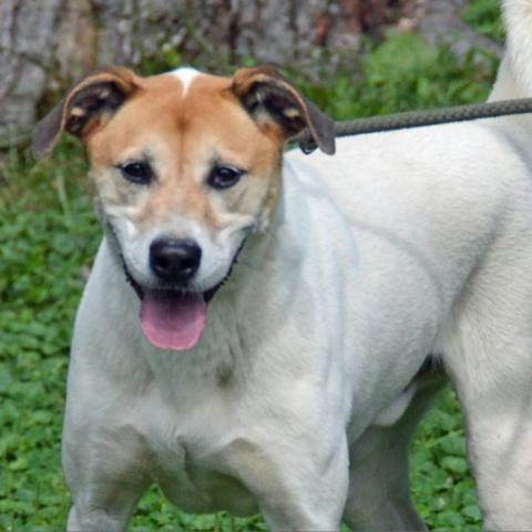 Donnie, an adoptable Labrador Retriever, Mixed Breed in Middletown, NY, 10940 | Photo Image 3