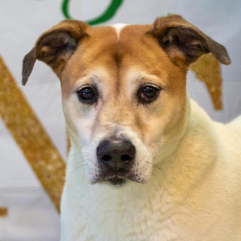 Donnie, an adoptable Labrador Retriever, Mixed Breed in Middletown, NY, 10940 | Photo Image 4