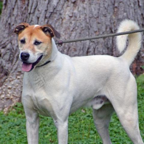 Donnie, an adoptable Labrador Retriever, Mixed Breed in Middletown, NY, 10940 | Photo Image 4