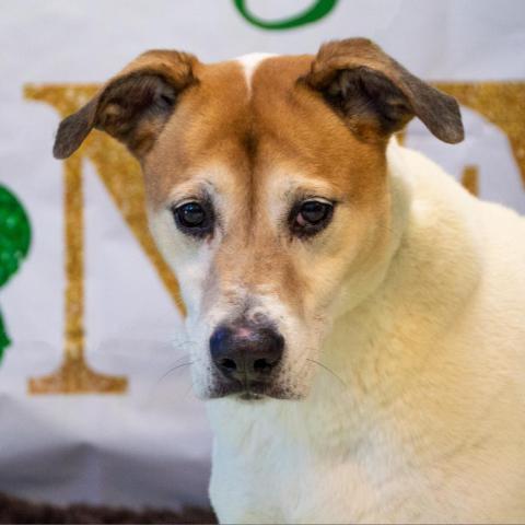 Donnie, an adoptable Labrador Retriever, Mixed Breed in Middletown, NY, 10940 | Photo Image 5