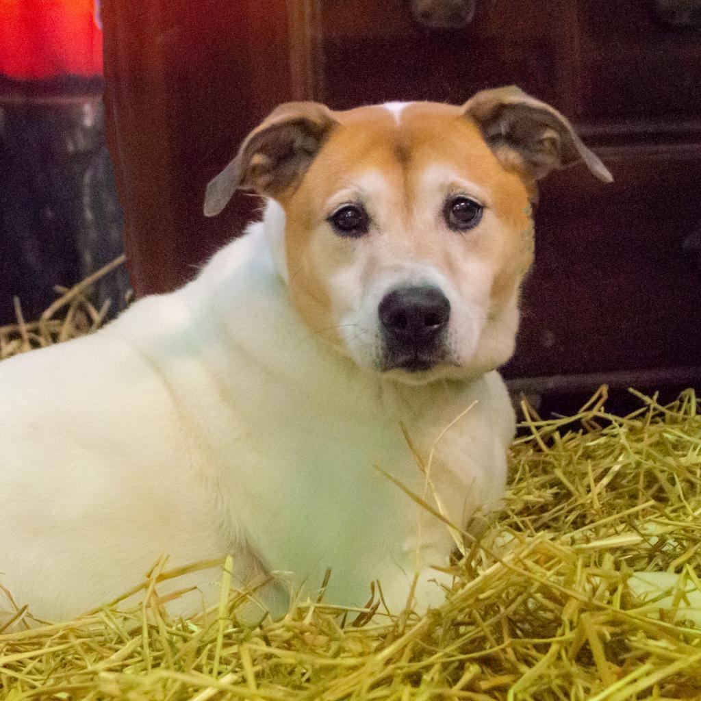 Donnie, an adoptable Labrador Retriever, Mixed Breed in Middletown, NY, 10940 | Photo Image 5