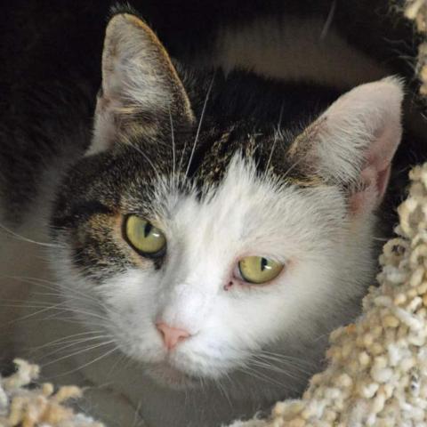 Sky, an adoptable Domestic Short Hair in Middletown, NY, 10940 | Photo Image 1