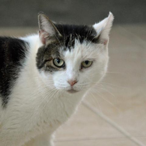 Sky, an adoptable Domestic Short Hair in Middletown, NY, 10940 | Photo Image 2