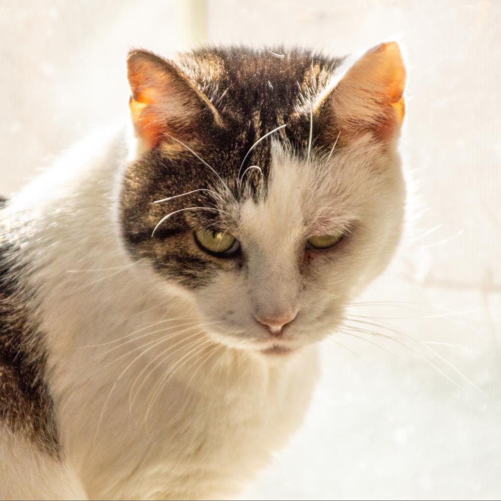 Sky, an adoptable Domestic Short Hair in Middletown, NY, 10940 | Photo Image 2