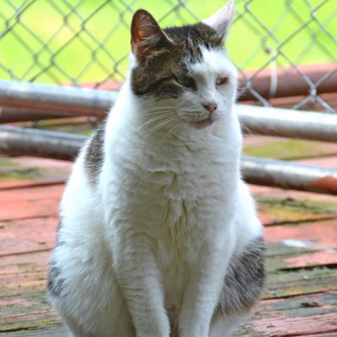 Sky, an adoptable Domestic Short Hair in Middletown, NY, 10940 | Photo Image 3