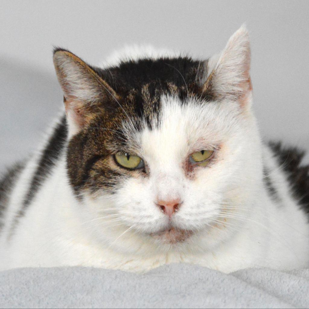 Sky, an adoptable Domestic Short Hair in Middletown, NY, 10940 | Photo Image 3