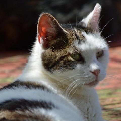 Sky, an adoptable Domestic Short Hair in Middletown, NY, 10940 | Photo Image 4