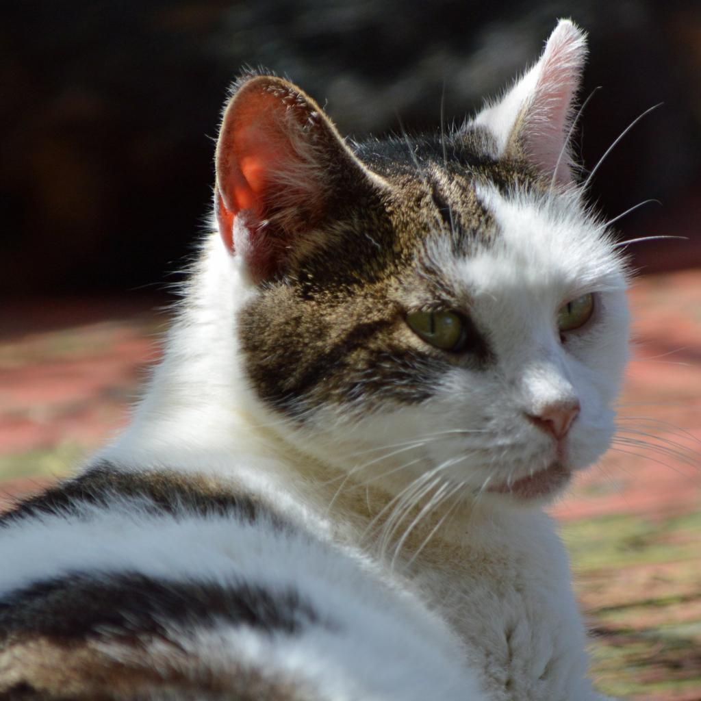 Sky, an adoptable Domestic Short Hair in Middletown, NY, 10940 | Photo Image 5