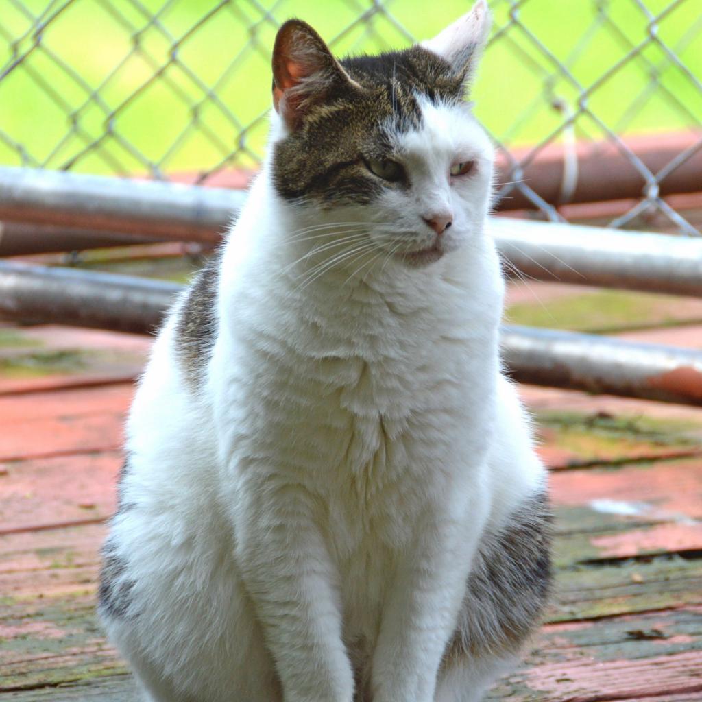 Sky, an adoptable Domestic Short Hair in Middletown, NY, 10940 | Photo Image 6