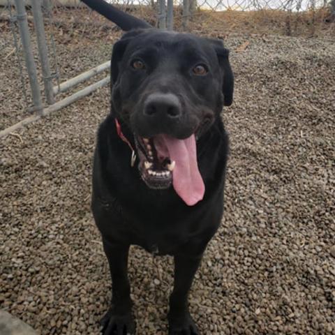 Licorice - SPONSOR ME, an adoptable Labrador Retriever, Great Dane in Middletown, NY, 10940 | Photo Image 1