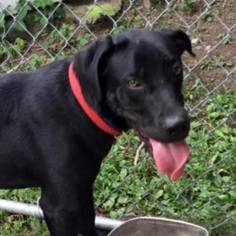 Licorice - SPONSOR ME, an adoptable Labrador Retriever, Great Dane in Middletown, NY, 10940 | Photo Image 2