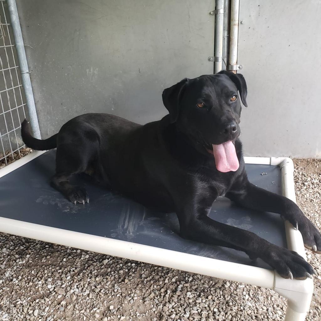 Licorice - SPONSOR ME, an adoptable Labrador Retriever, Great Dane in Middletown, NY, 10940 | Photo Image 2