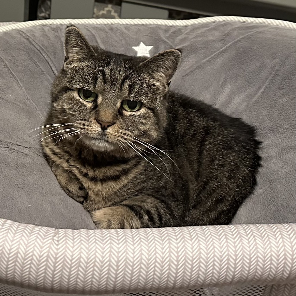 Catsy Cline, an adoptable Domestic Short Hair in Middletown, NY, 10940 | Photo Image 1