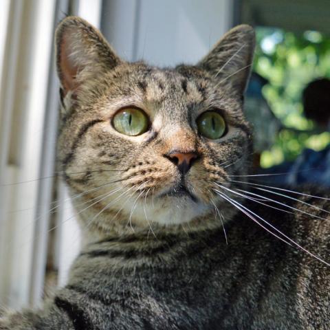 Catsy Cline, an adoptable Domestic Short Hair in Middletown, NY, 10940 | Photo Image 2